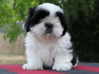 Shih-tzu, i-tzu ttka s PP