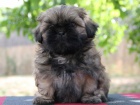 Shih-tzu, i-tzu ttka s PP