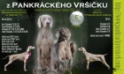 Poslední volní pejskové VOK