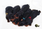 gordon setr tata s PP - gordon setter puppies