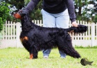 gordon setr tata s PP - gordon setter puppies