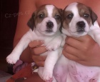 Prodm ttka jack russel