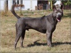 Thajsk Ridgeback