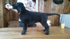 Flat Coated Retriever