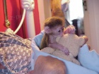 Inteligentn kapucn opice  pro prodej