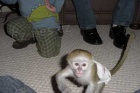 Inteligentn kapucn opice  pro prodej