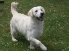 tata zlatch retriever s PP