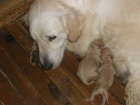 tata zlatch retriever s PP
