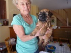 Irish Soft Coated Wheaten Terrier