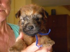 Irish Soft Coated Wheaten Terrier