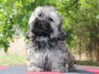 Shih-tzu, i-tzu ttka s PP