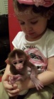Dt Kapucn Opice Pro Prodeji