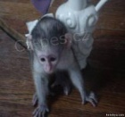 Kapucn Opice Pro Prodeji