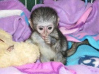 Kapucn Opice Pro Prodeji