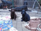 Flat coated retriever s PP. hnd a ern barva