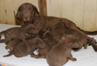 Chesapeake bay retriver s PP(jako hnd labrador)