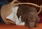 Chesapeake bay retriver s PP(jako hnd labrador)