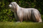 Bearded collie / kolie - ttka