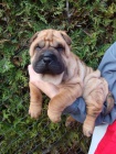 arpej, Shar-pei