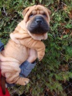 arpej, Shar-pei