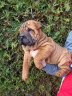 arpej, Shar-pei