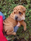 arpej, Shar-pei