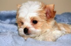 Golddust Yorkshire terrier