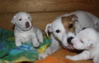 Parson russel terrier - tata s PP