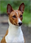 Basenji tata s PP