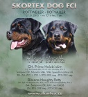 Rottweiler, rotvajler, RTW tnata s PP