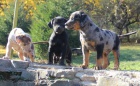 Louisiansk leopard ps  Catahoula