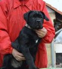 Cane corso - tata s PP