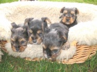 Halbbiewer Yorkshire terrier.