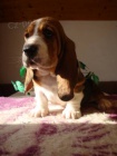 Basset hound, Basset, Baset