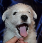 West highland white terrier - westk