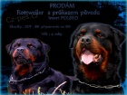 Prodm pes rottweiler - Nabdka