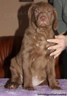 Chesapeake bay retriver s PP(jako hnd labrador)