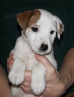 Parson russel terrier - tata s PP