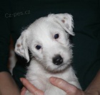 Parson russel terrier - tata s PP