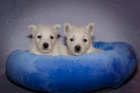 West highland white terrier - westik