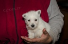 West highland white terrier - westik