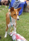 ttka BASENJI