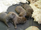 Labradorsk retriever s PP okoldov barva