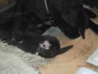 Labradorský retriever s PP čokoládová barva