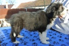 Bearded collie