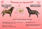 Labradorský retriever s PP čokoládová barva