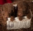 Chesapeake bay retriever