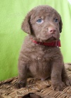 Chesapeake bay retriever