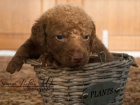 Chesapeake bay retriever