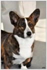 Welsh corgi cardigan ke krytí
